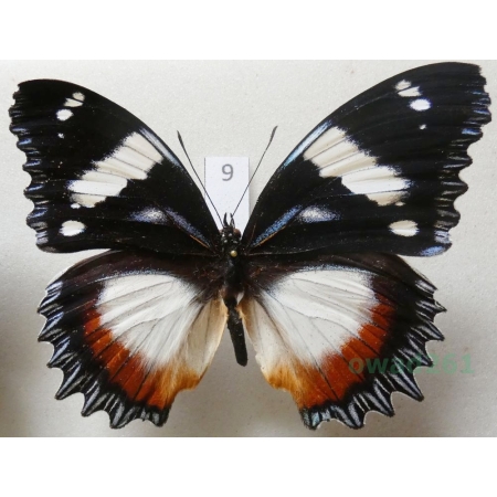 Hypolimnas dexithea Hewitson, 1863 Madagascar 84mm9